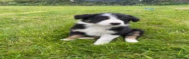 Border Collie Puppy 2