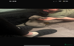 Whippet dogs for sale: Stunning whippet puppies - Advert 4