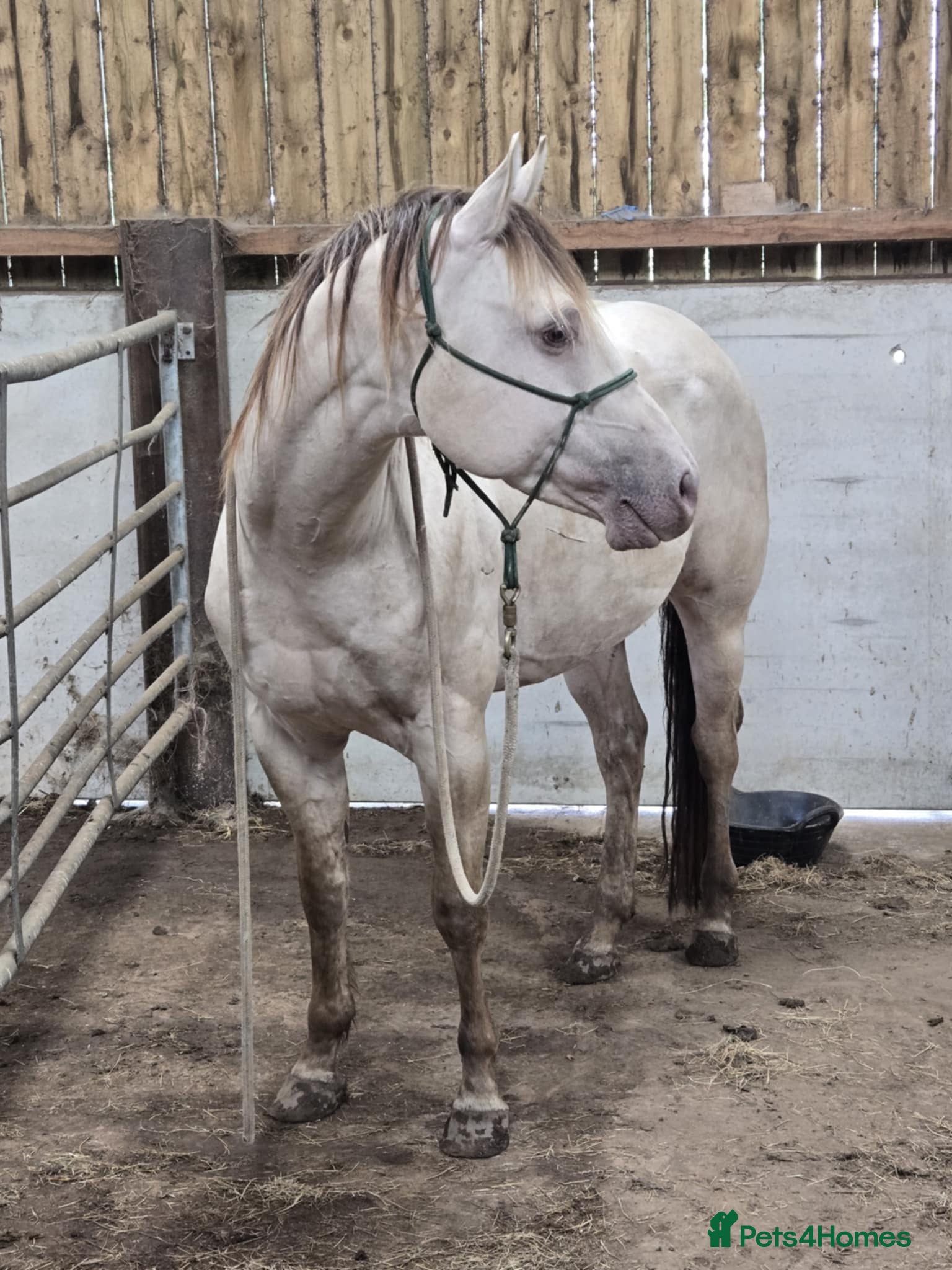 American Quarter horses for sale: QH Filly searching for superior dwelling & staff - Advert 18