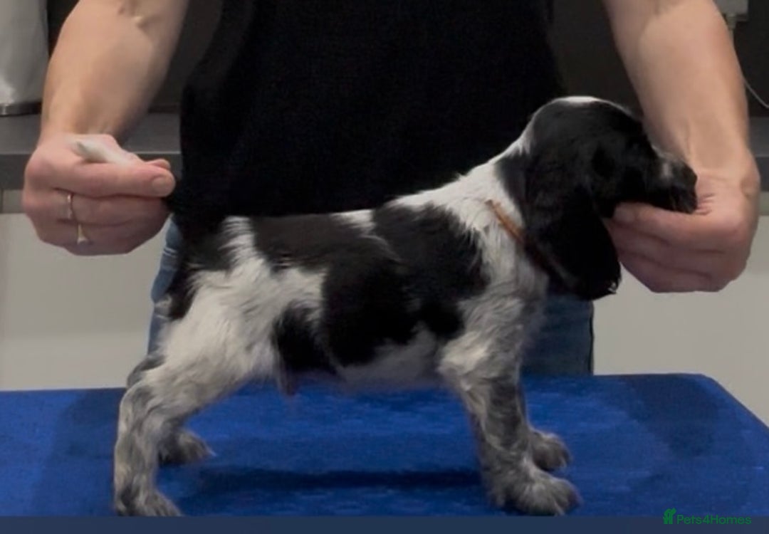 Cocker Spaniel dogs for sale: Blue Roan Show Cocker Spaniels  - Image 11