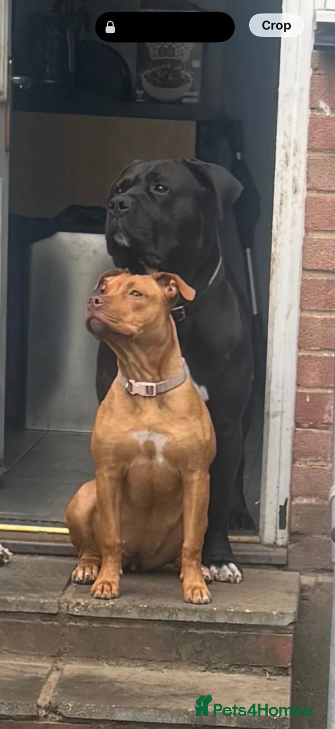 Mixed Breed dogs for sale: 6 Beautiful pups in Swanley - Advert 1
