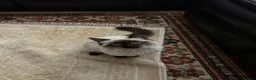 Ragdoll cats for sale: 22 Month old Pure Ragdoll Cat! - Advert 5