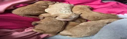 Cockapoo dogs for sale: A beautiful litter of 6 cockerpoo puppies for sale - Advert 7