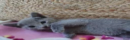 Russian Blue cats for sale: beautiful russian blue kittens - Advert 5