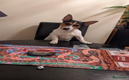 Jack Russell dogs for stud: Stud  - Image 10