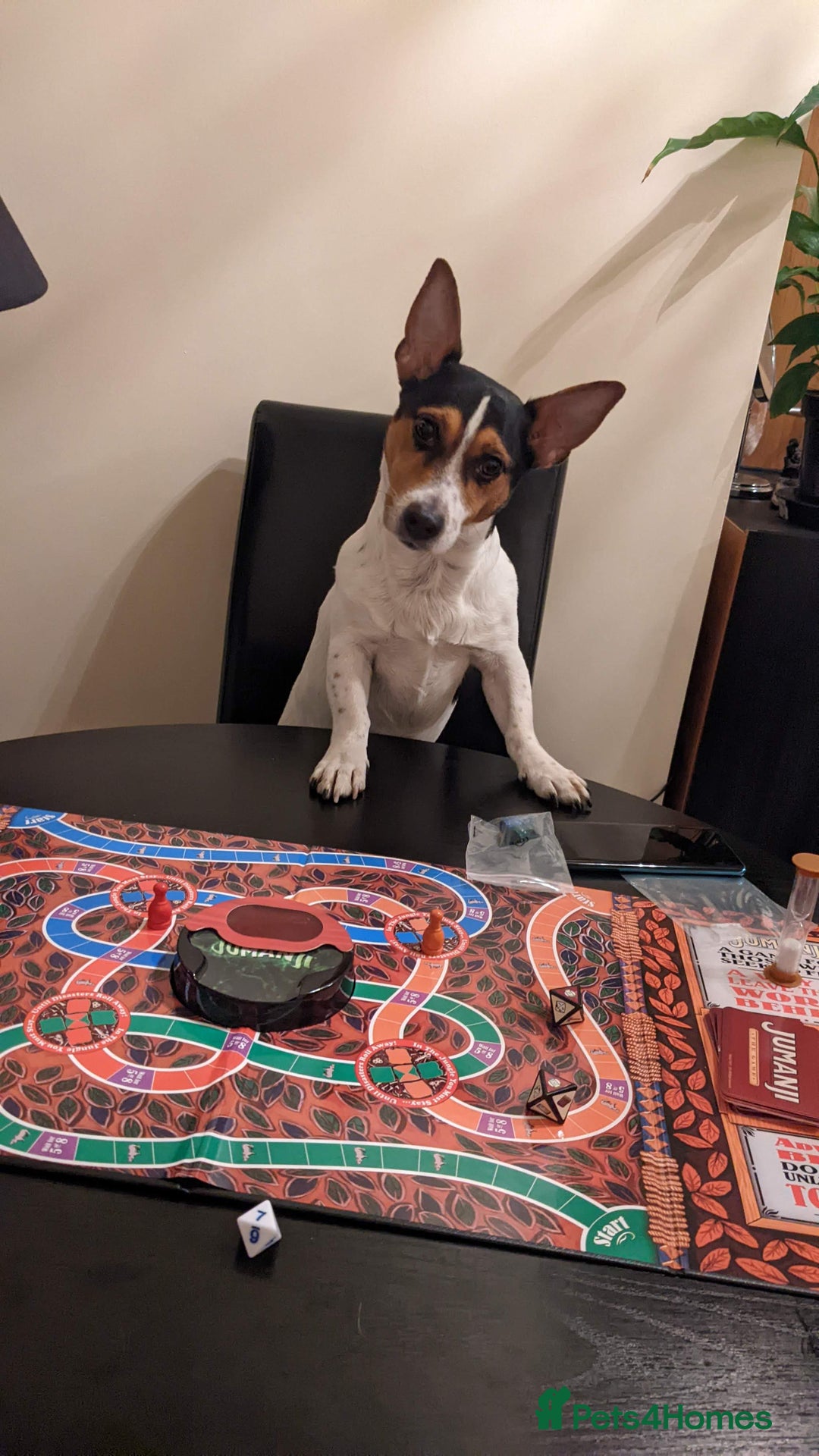 Jack Russell dogs for stud: Stud  - Image 10