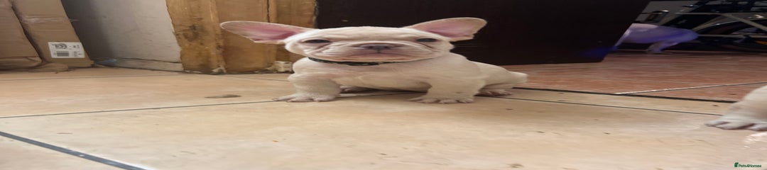 French Bulldog Puppy 4