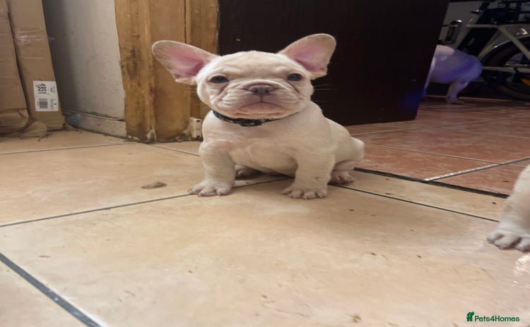 French Bulldog dogs - Advert 1
