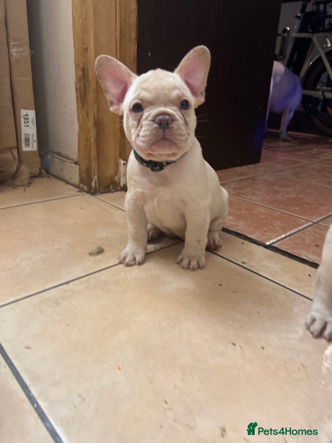 French Bulldog dogs for sale: Beautiful French Bulldog Puppies - Image 1