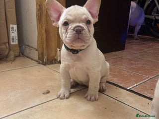 French Bulldog dogs - Advert 5