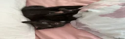 Domestic Shorthair cats for sale: Russian Blue × Bengal Mixed Kittens – 4 available - Advert 18