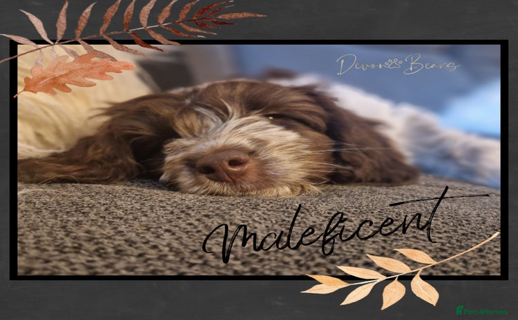 Cockapoo dogs - Advert 10