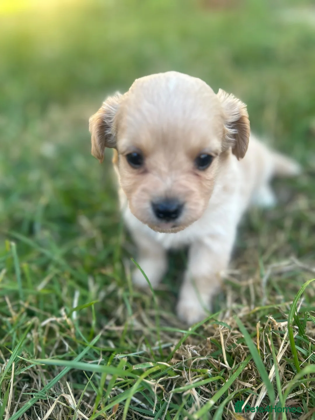Mixed Breed dogs for sale: Beautiful pomjacks for sale - Advert 20
