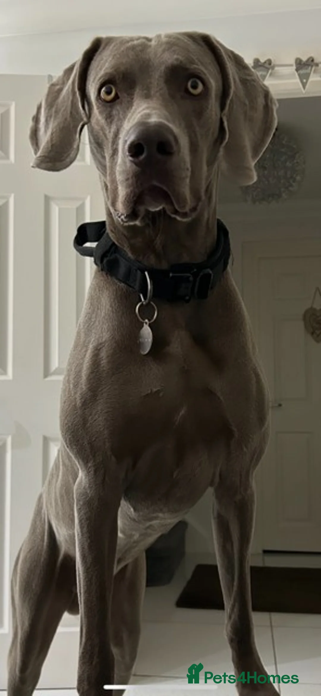 Weimaraner dogs for stud: Stunning, Healthy Stud - Advert 3