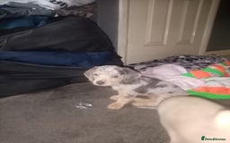 Mixed Breed dogs for sale: Miniature Dashound  - Advert 11