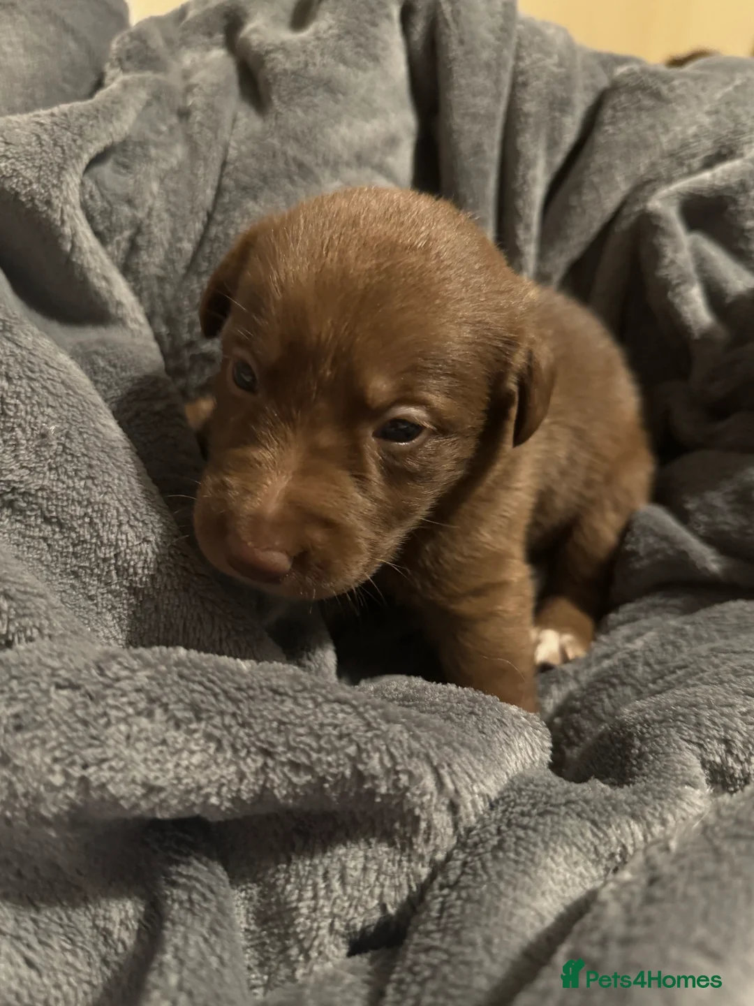 Borador dogs for sale: 8 lab cross collies  - Advert 7