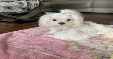 Maltese dogs - Advert 9