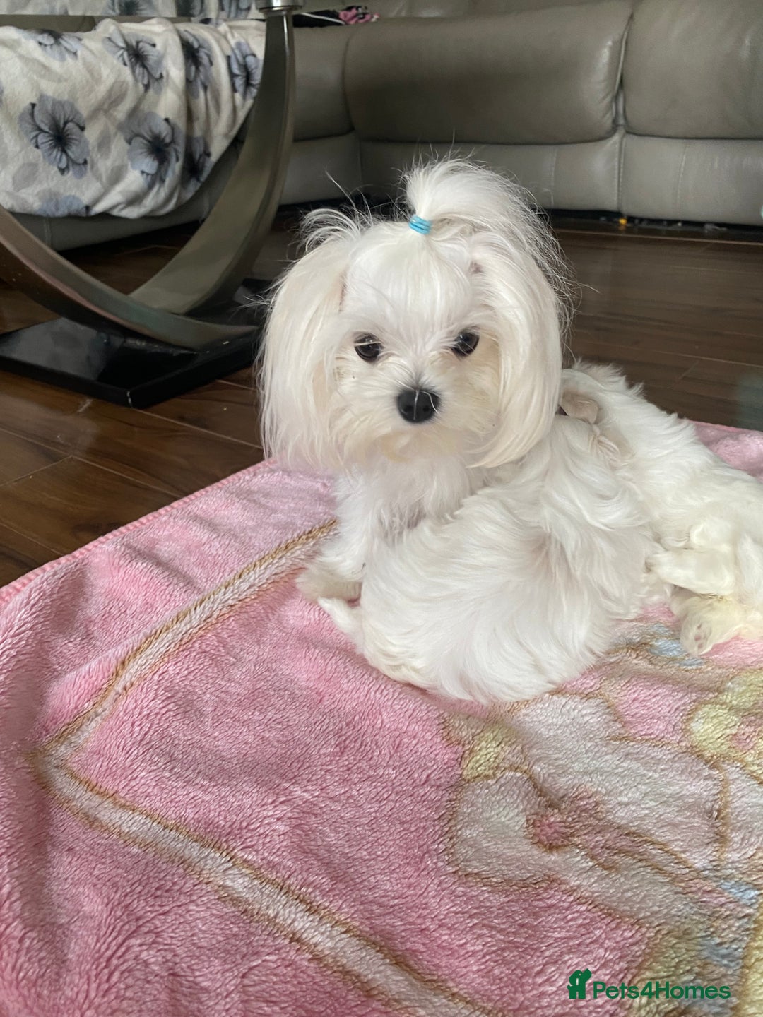 Maltese dogs for sale: Tiny Maltese puppies  - Image 2