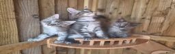 Maine Coon cats for sale: Pure Bred Maine Coon Kittens - Advert 22