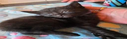 Russian Blue cats for sale: Russian blue x bengal black charcoal male female  - Advert 16