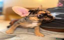 French Bulldog dogs for sale: French bulldog puppies fluffy carriers  - Image 29