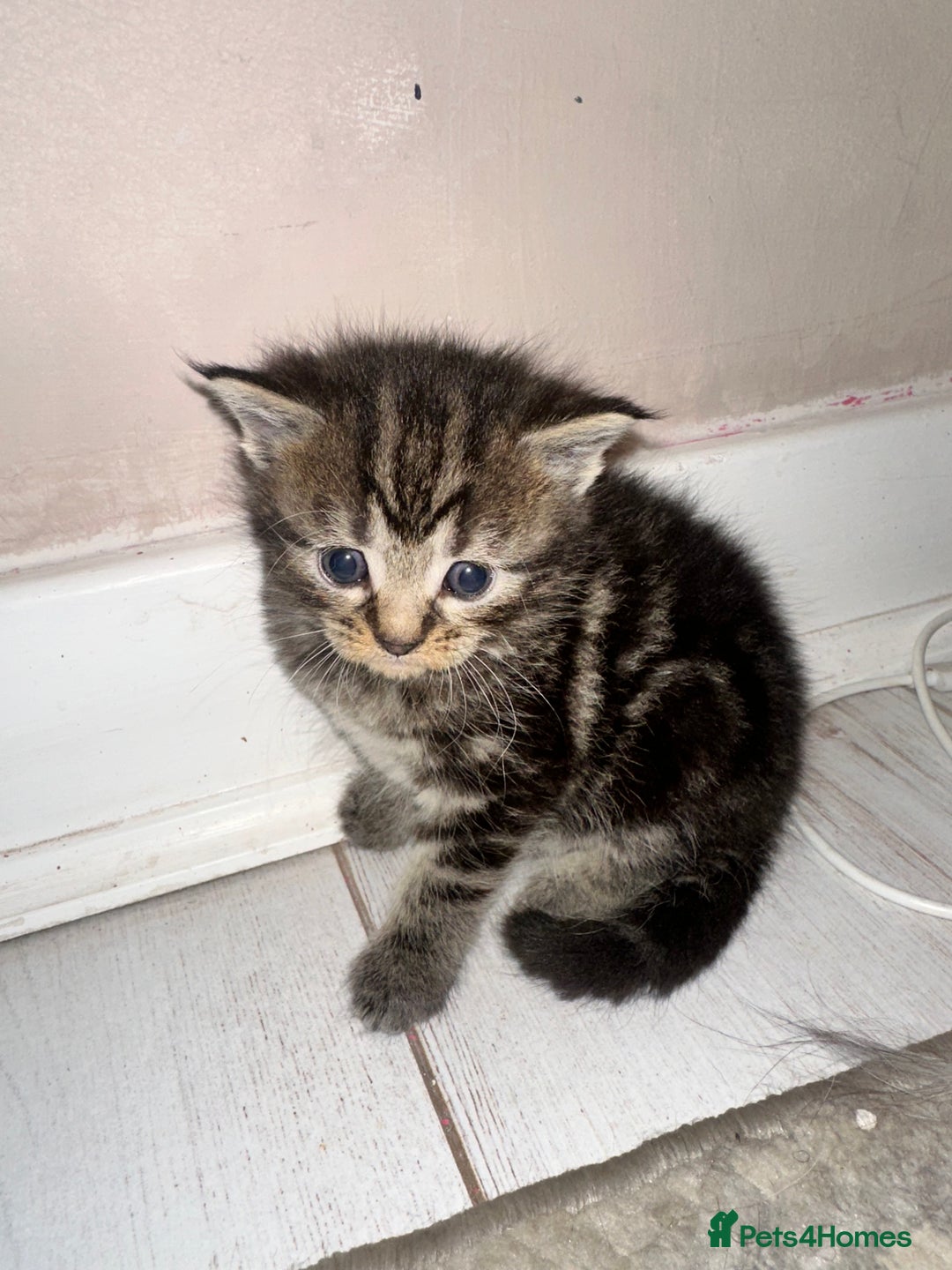 Maine Coon cats for sale: 5 MAINE COON X BABIES FOR SALE  - Advert 22