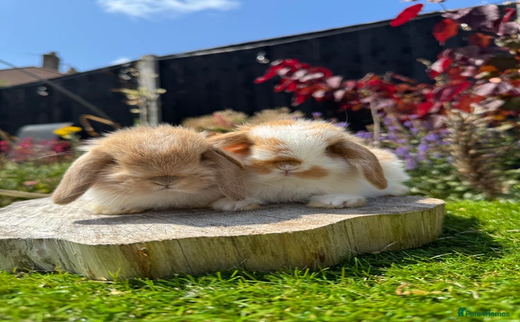 Mini Lop rabbits - Advert 4