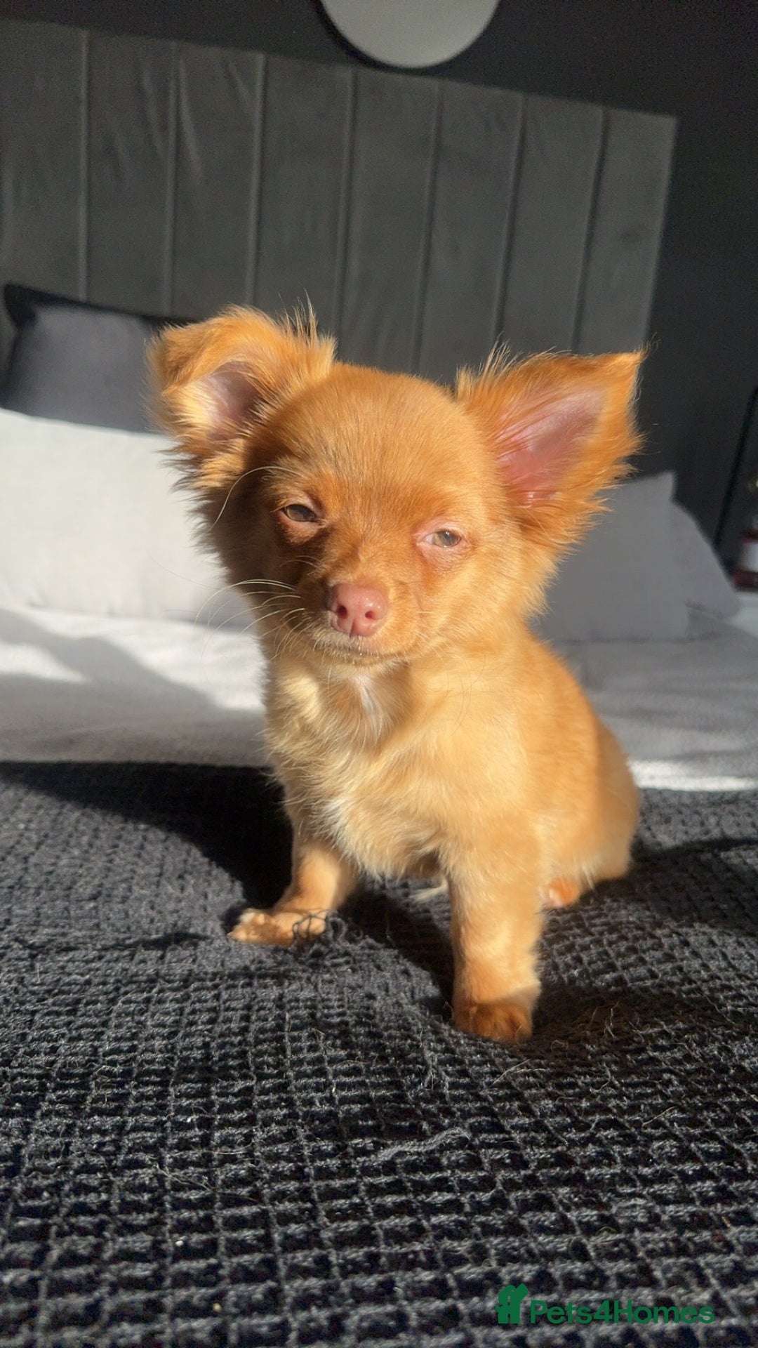 Chihuahua dogs for stud: Red long haired chihuahua for STUD - Advert 10
