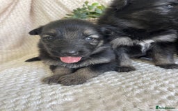 German Shepherd dogs for sale: STUNNING DNA TESTED GERMAN SHEPHERDS - Image 5