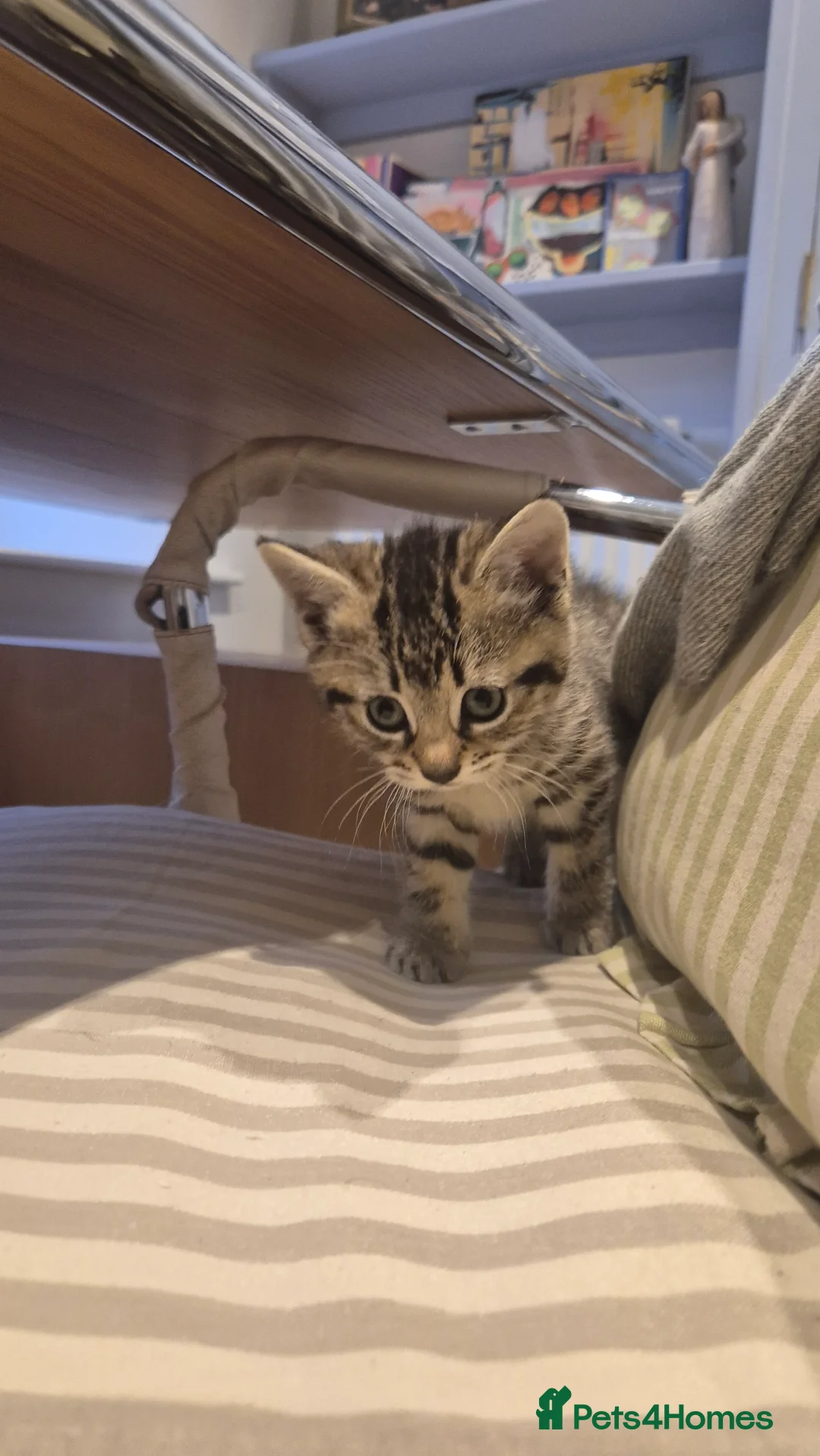 Mixed Breed cats for sale: Barn/House Kittens for Sale  - Advert 4