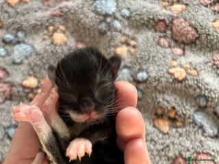 Mixed Breed cats Beautiful kittens for sale 🥰 - Advert 11