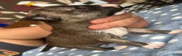Miniature Bull terrier dogs for sale: Miniature bull terrier puppies  - Advert 25