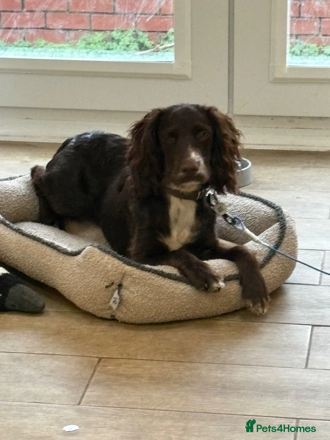 Cocker Spaniel dogs for sale: 1 year old English Cocker Spaniel in Manchester - Advert 2