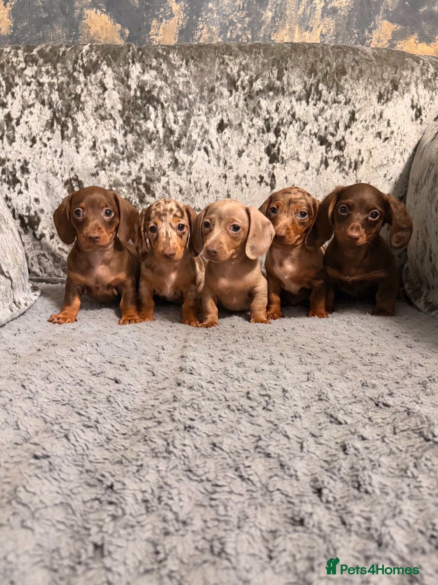 Miniature Dachshund dogs True to type miniature dachshund puppies ready now - Advert 1
