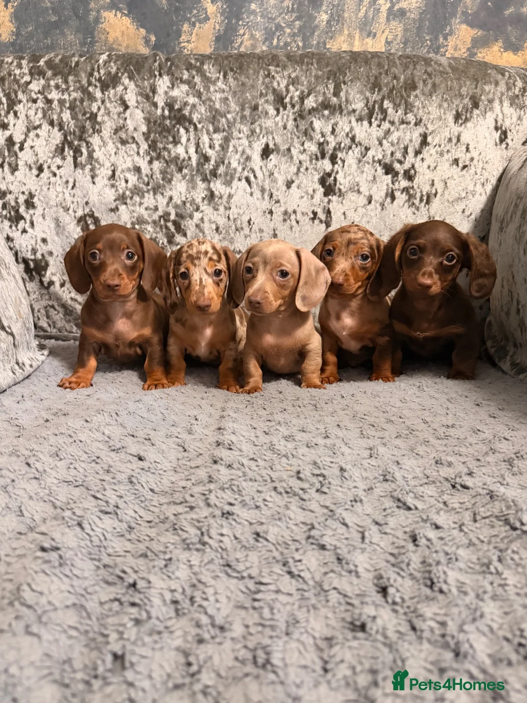 Miniature Dachshund dogs for sale: True to type miniature dachshund puppies ready now - Advert 1