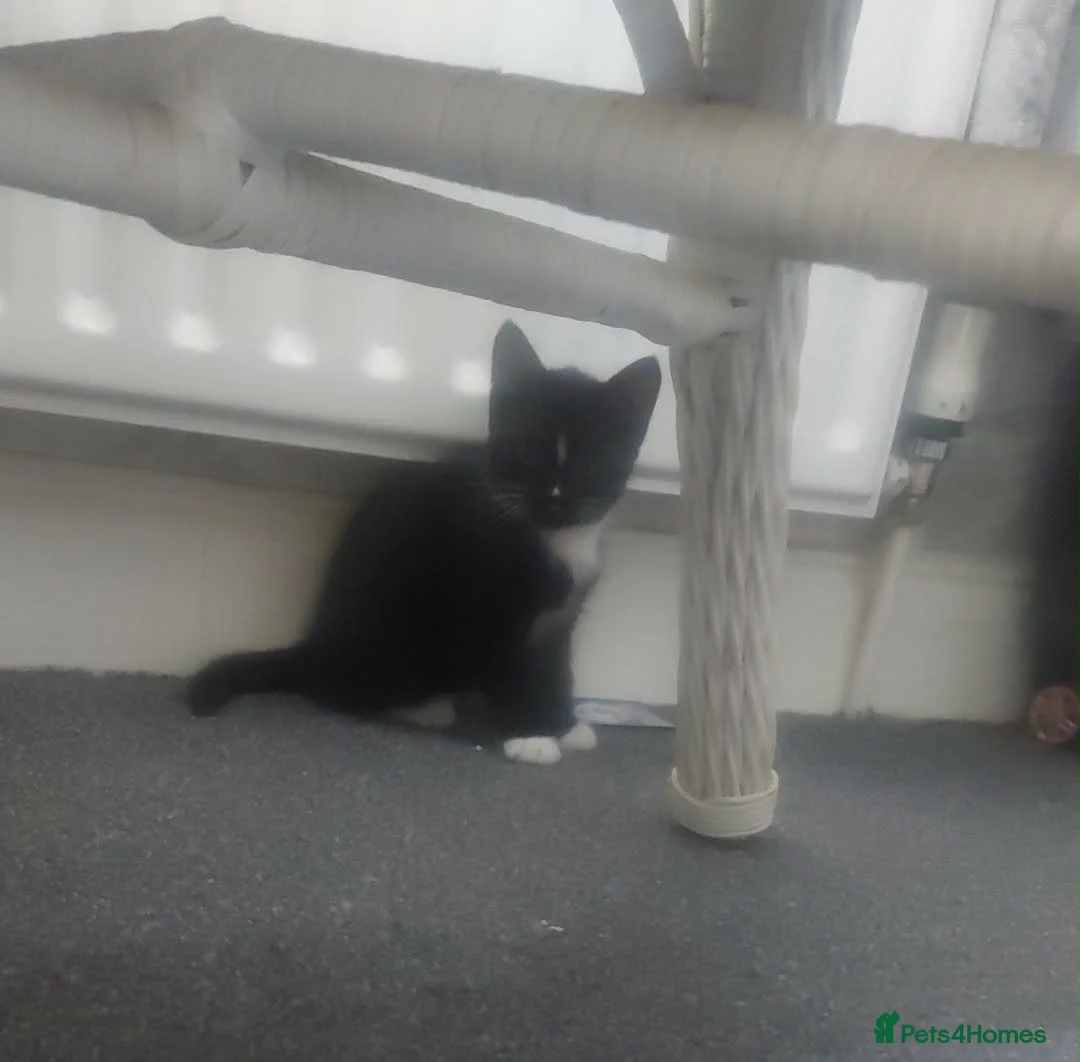 Mixed Breed cats for sale: Two beautiful kittens ready to go now  in Havant - Advert 5