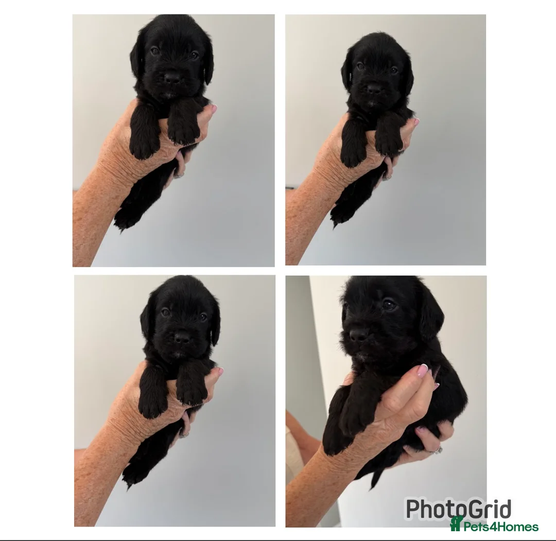 Mixed Breed dogs for sale: Frenchie cross cockapoo pups. - Advert 2