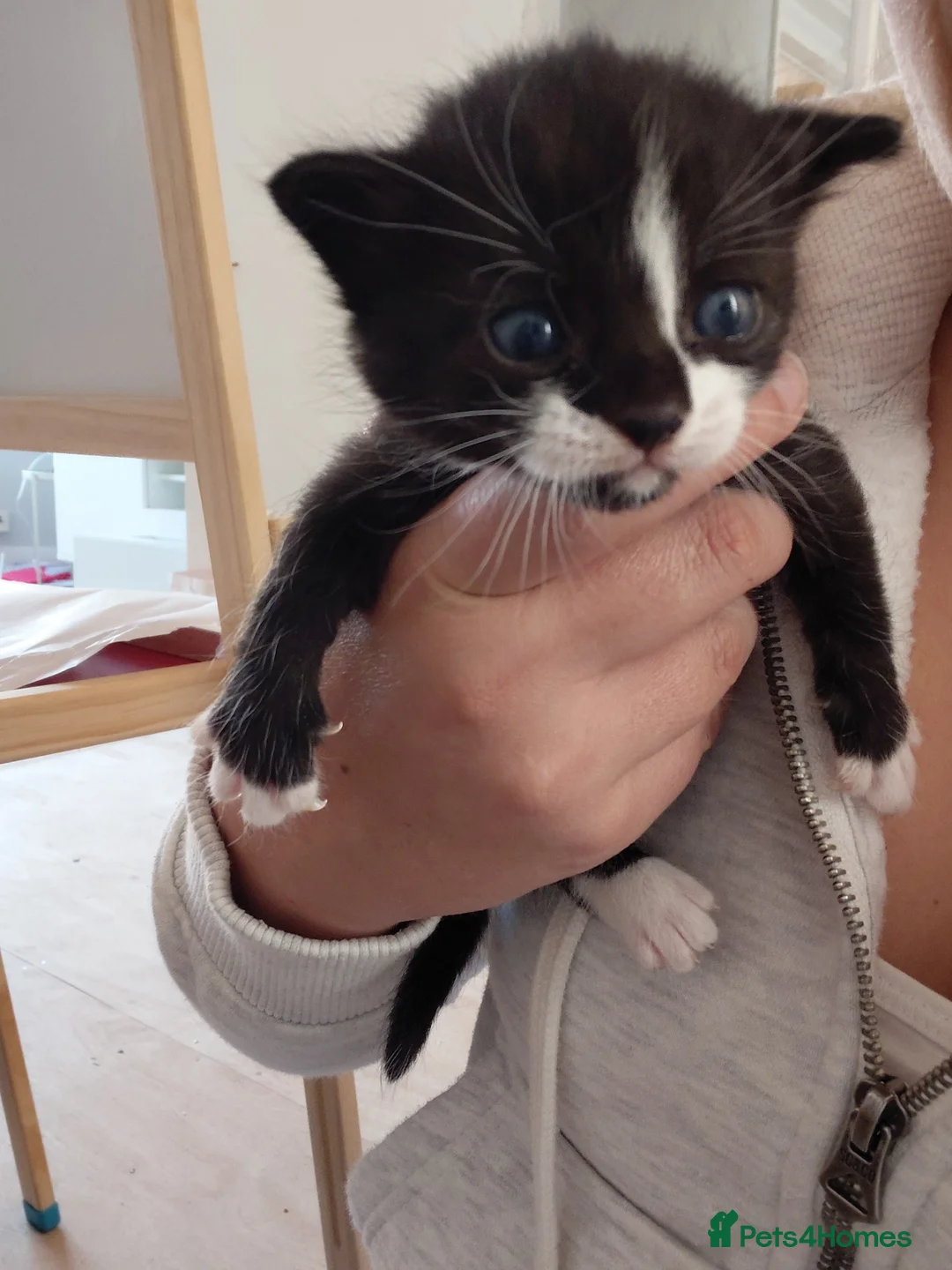 Mixed Breed cats for sale: Kittens - Advert 2