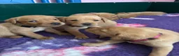Labrador Retriever dogs for sale: Fox red Labradors  - Advert 34