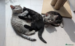 Selkirk Rex cats for sale: 😻 Stunning Selkirk Rex Mix Kittens 😻 - Image 6