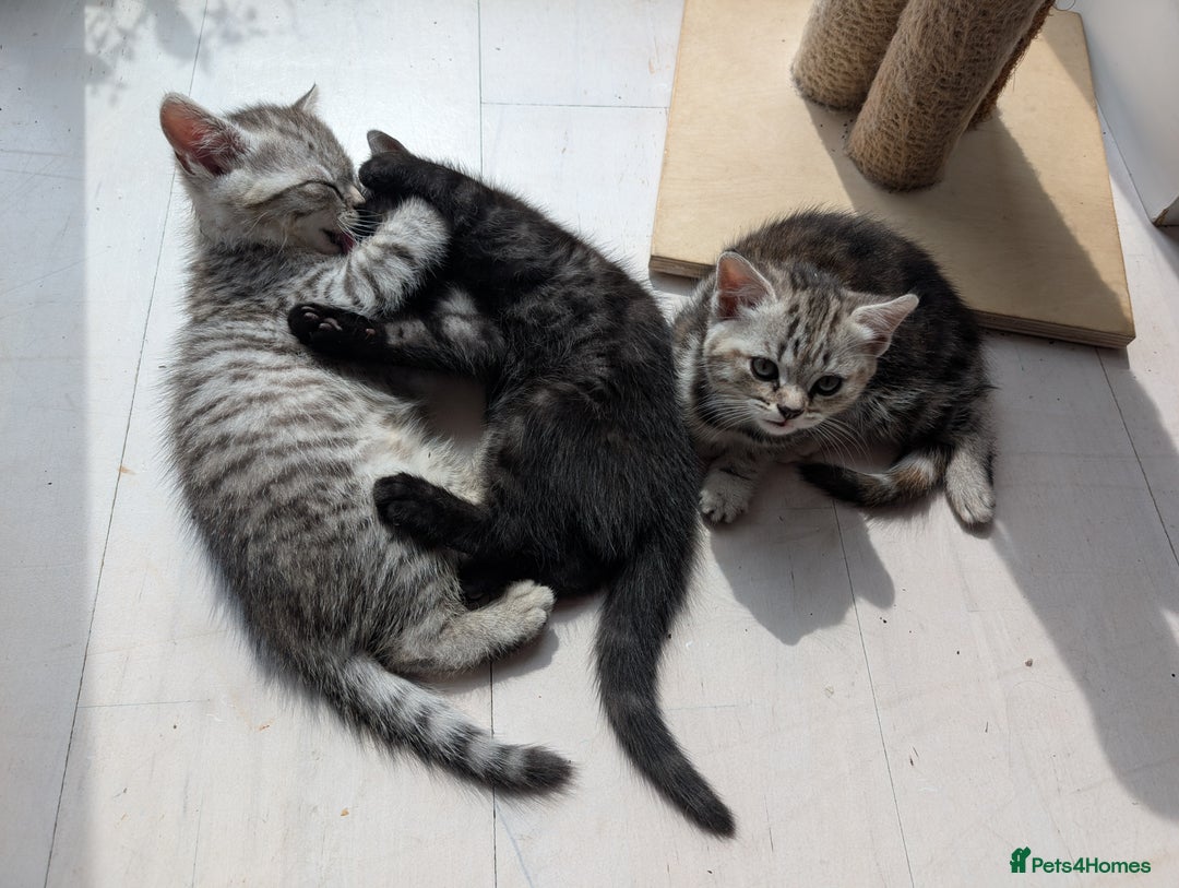Selkirk Rex cats for sale: 😻 Stunning Selkirk Rex Mix Kittens 😻 - Image 6