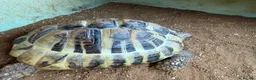 Hermann Tortoise reptiles for sale: Two male Herman tortoises  in Portsmouth - Advert 6