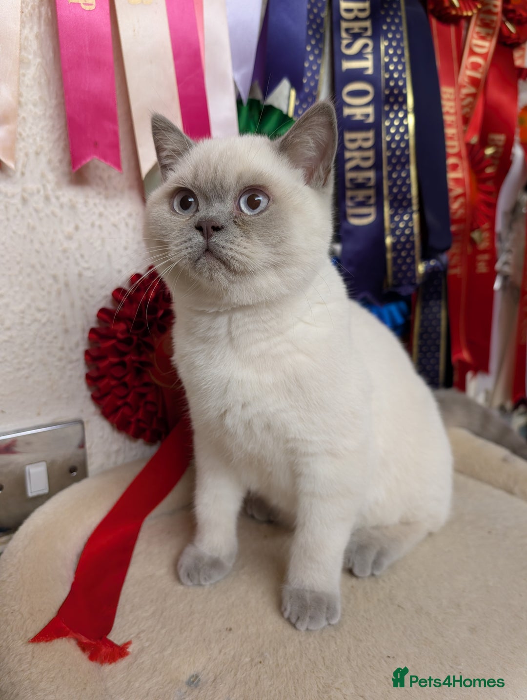 British Shorthair cats for sale: LILAC COLOURPOINTED BOYS - Advert 3