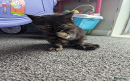 Maine Coon cats for sale: 3 gorgeous healthy full breed Maine coon kittens - Image 6