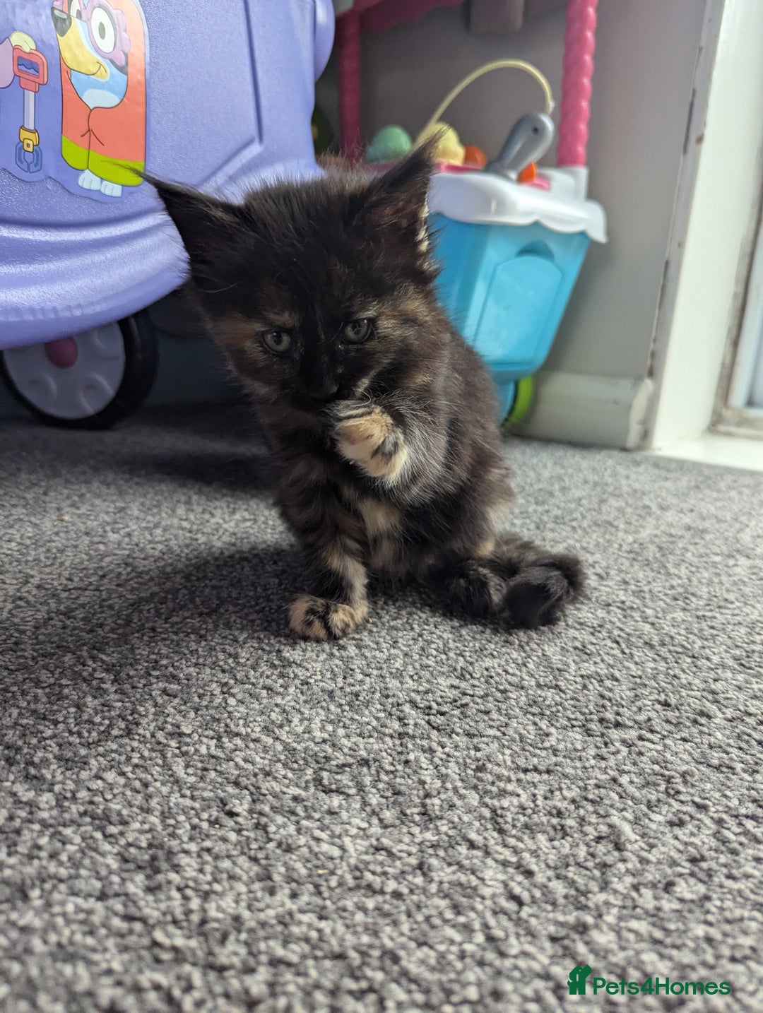 Maine Coon cats for sale: 3 gorgeous healthy full breed Maine coon kittens - Image 6