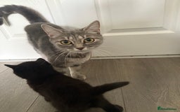 British Shorthair cats for sale: 2 beautiful kittens left  - Image 9