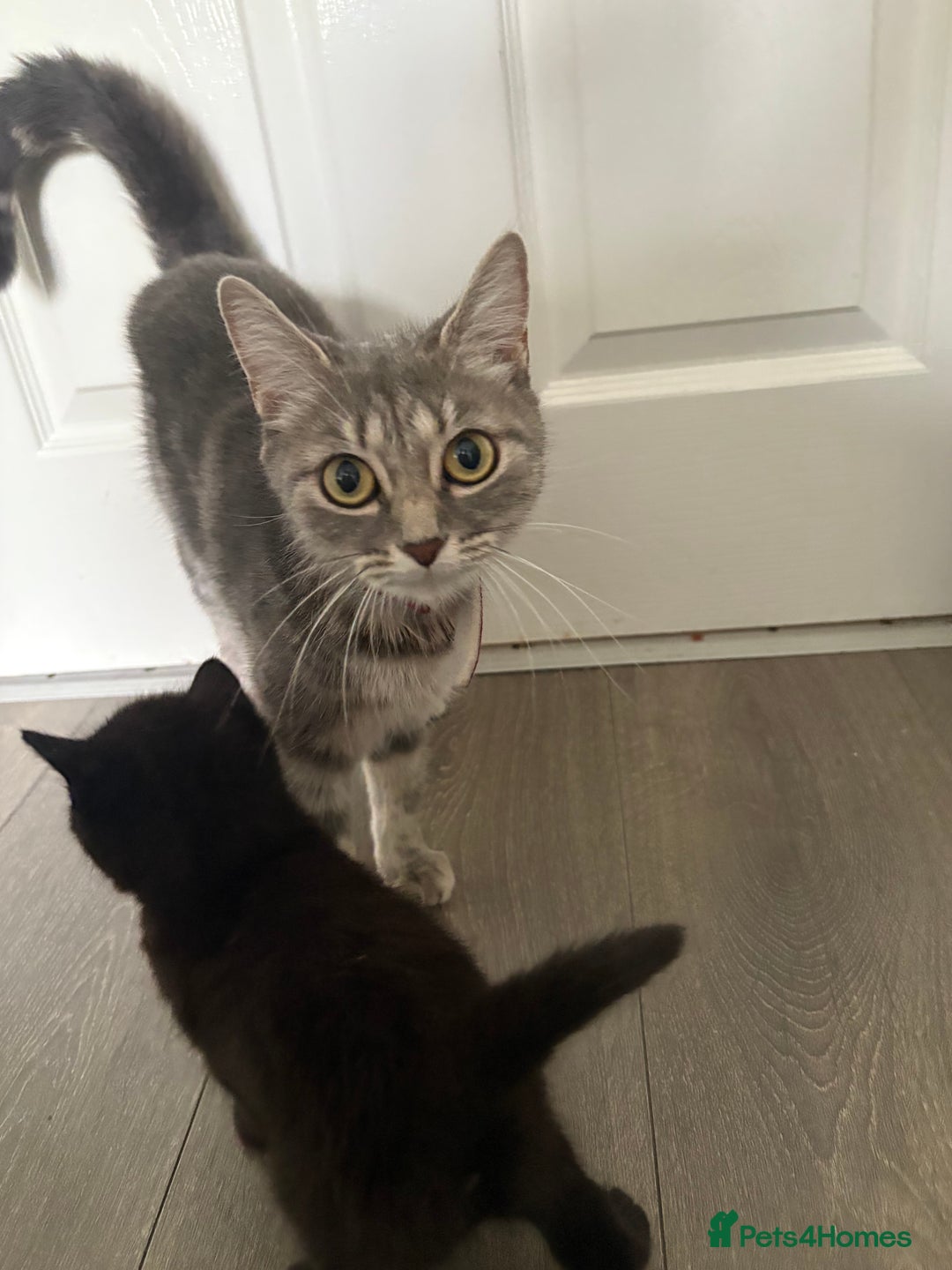 British Shorthair cats for sale: 2 beautiful kittens left  - Image 9