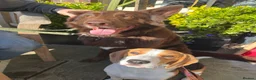 Beagle dogs for sale: 10 month old male beagle  in Winchester - Advert 11