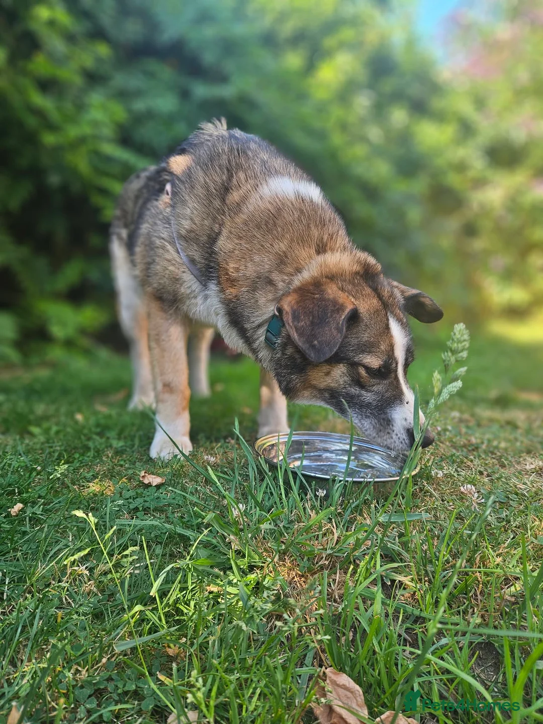 Mixed Breed dogs for adoption: Doucia for adoption - Advert 2