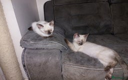 Ragdoll cats for sale: 1 beautiful 3 quarter ragdoll girl in Bedford - Image 9